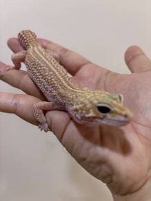 Leopard gecko Mack snow teamper