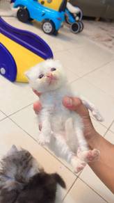 kucing semi flat 