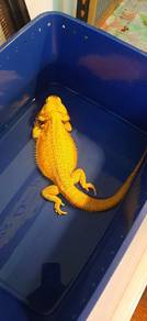 Bearded Dragon 