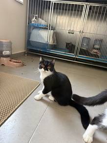 bsh bicolor black