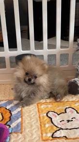 J8296 Chirpy Pomeranian small cute puppy Puppy Dog