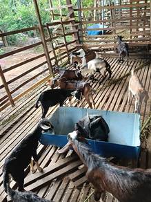 Kambing Muda 