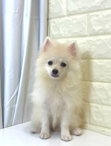 J0352 Pomeranian White Cotton Ball Puppy