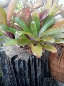 tunggul kayu n pokok brom