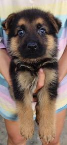 German Shepherd Male