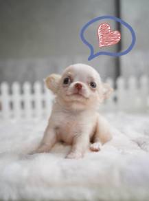 CHIHUAHUA PUPPIES VIP65🌷Head Apple Cute Dog