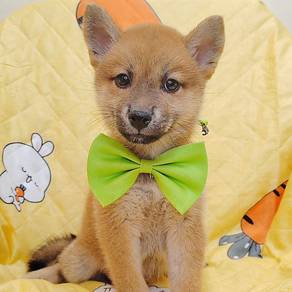 Shiba