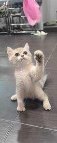 Bsh blue golden