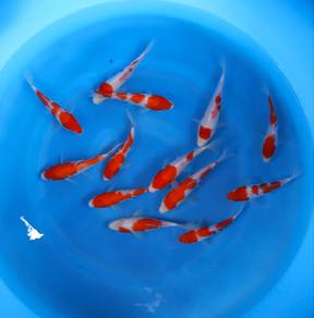 Japanese koi