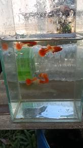 Ikan Guppy Koi Red Ear