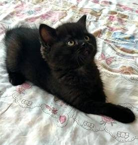 British short hair kitten BSH kitten shorthair