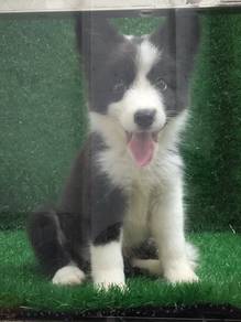 Border Collie Puppy🐕‍🦺