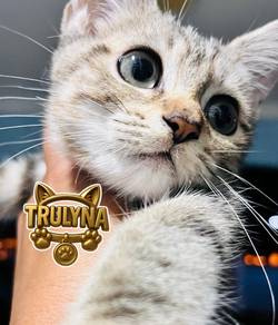 GOLDEN MARBLE BRITISH SHORT hair KITTEN BSH REHOME