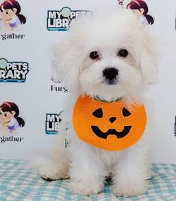 Bichon Frise