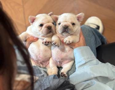 French Bulldog