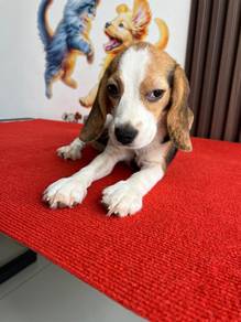 beagle