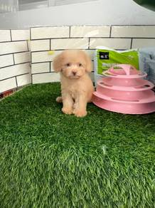 Pure Poodle puppy