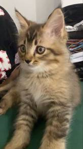 twins cat