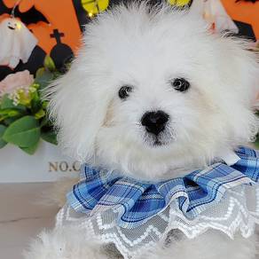 Bichon Frise