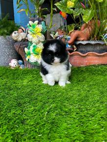 Tiny Pomeranian puppies 