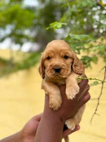 cocker spaniel s