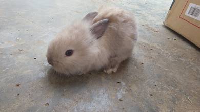 local bunny