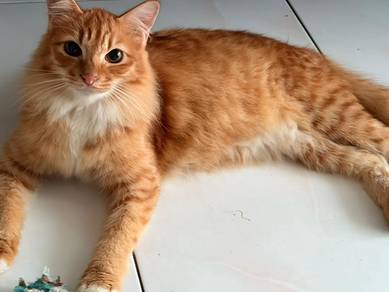 kucing