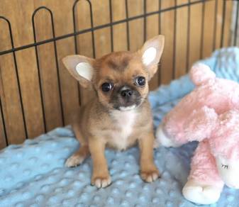 CHIHUAHUA PUPPIES VIP280🌷Head Apple Cute Dog