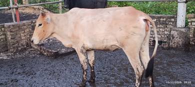Lembu betina