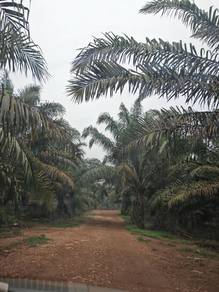 Agricultural Land in Sedenak, JHR