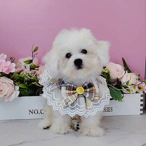Bichon Frise