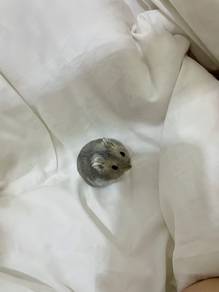 Winter White Hamster