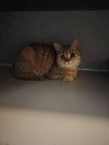 BSh BETINA 8 BULAN