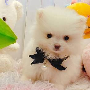 Pomeranian