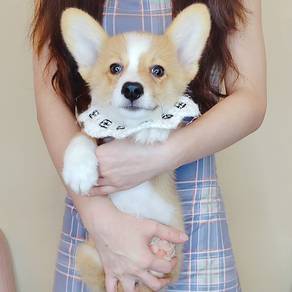 Welsh Corgi