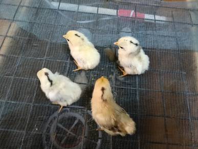 anak ayam serama