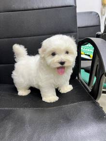 Maltese MKA