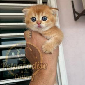 female scottish fold golden