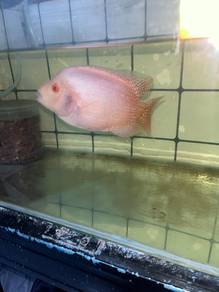ikan flowerhorn