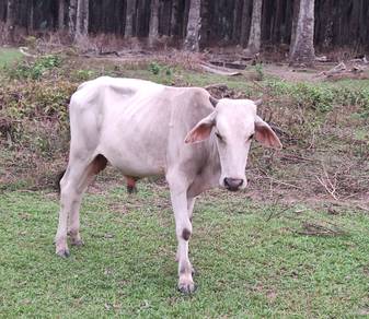 Lembu korban bajet