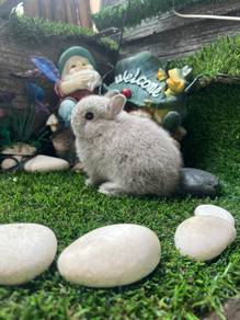 Netherlands Dwarf