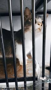 Munchkin Cat's for sale 
