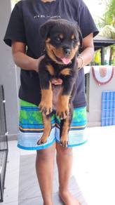 rottweiler j