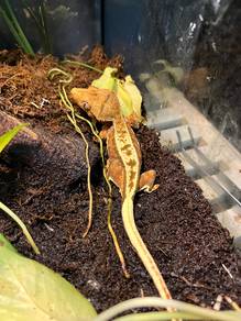 Crested Gecko
