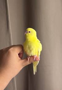burung jinak baji