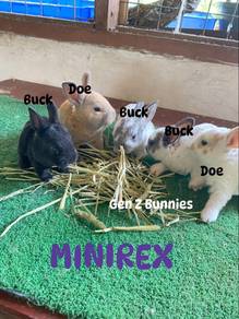 anak minirex for sale