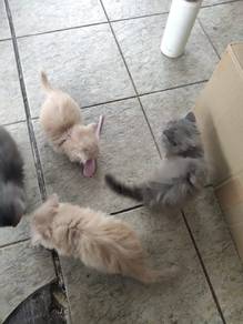 kucing
