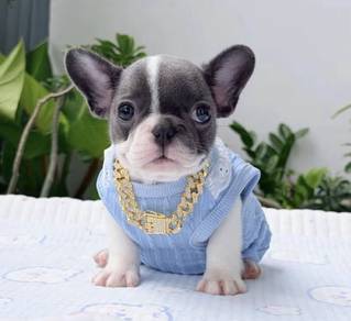 FRENCH BULLDOG PUPPIES 🌻VIP54 Girl - Blue Pied