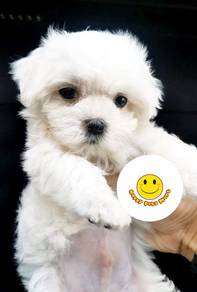 JKL1133 Little cute Tiny Maltese male / female