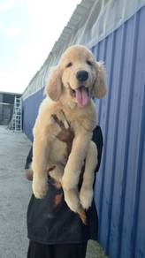 Golden Retriever Puppy